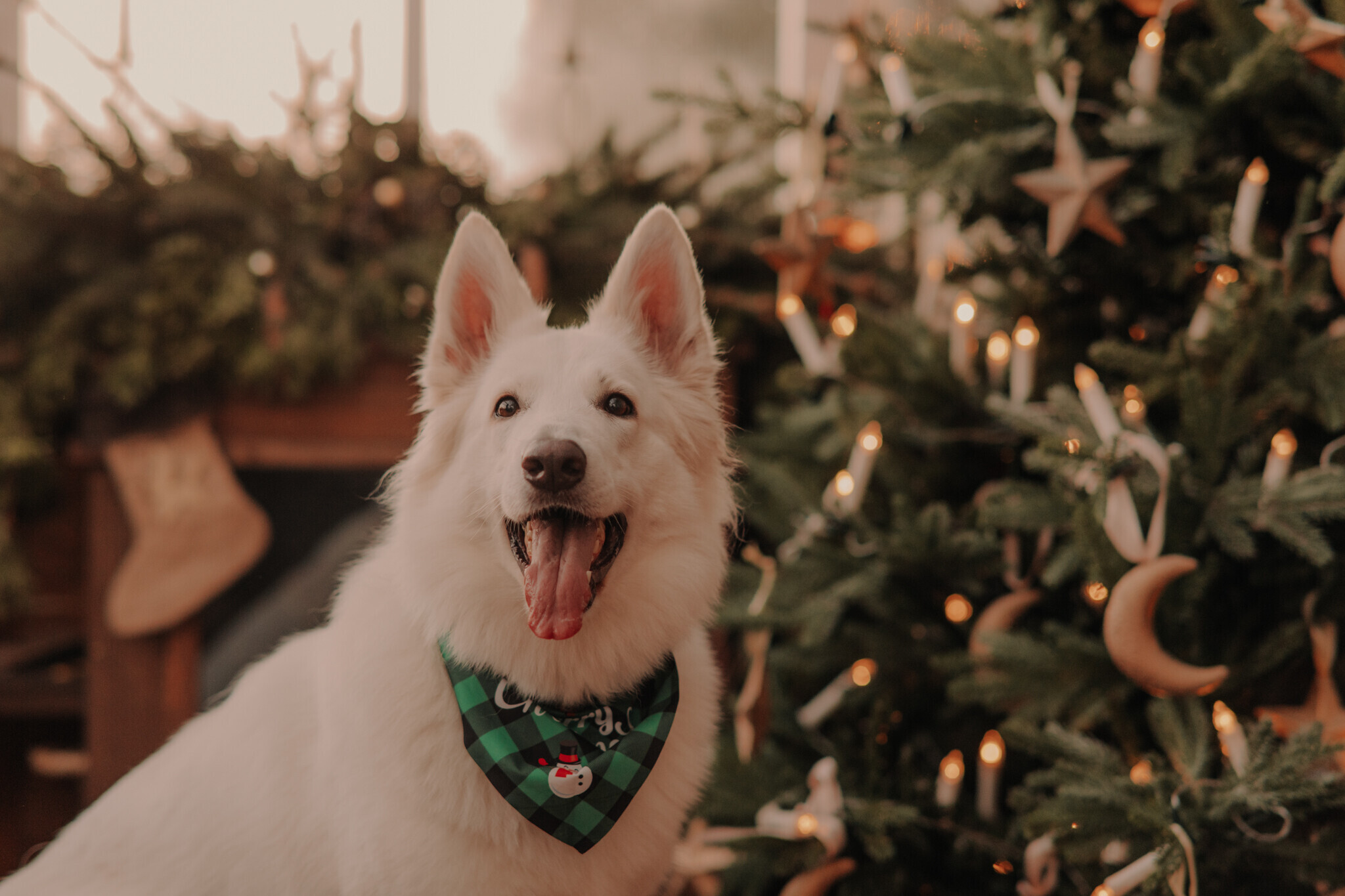 swiateczna-sesja-szklarnia-chojne.jpg Świąteczna sesja w szklanym studio Sieradz – ciepła i klimatyczna atmosfera, sesja z psem