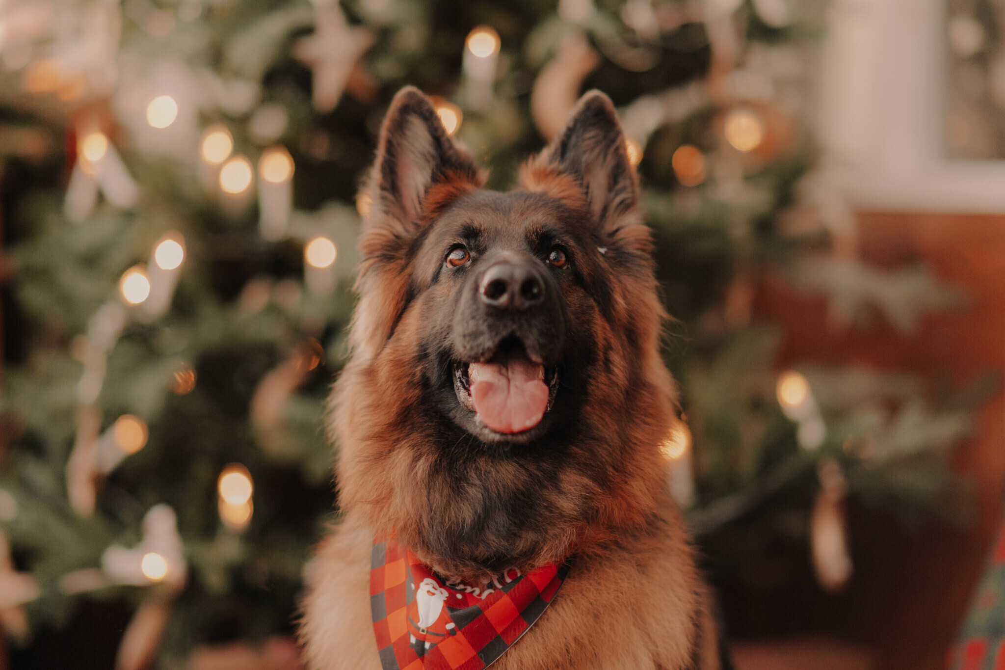 swiateczna-sesja-szklarnia-chojne.jpg Świąteczna sesja w szklanym studio Sieradz – ciepła i klimatyczna atmosfera, sesja z psem