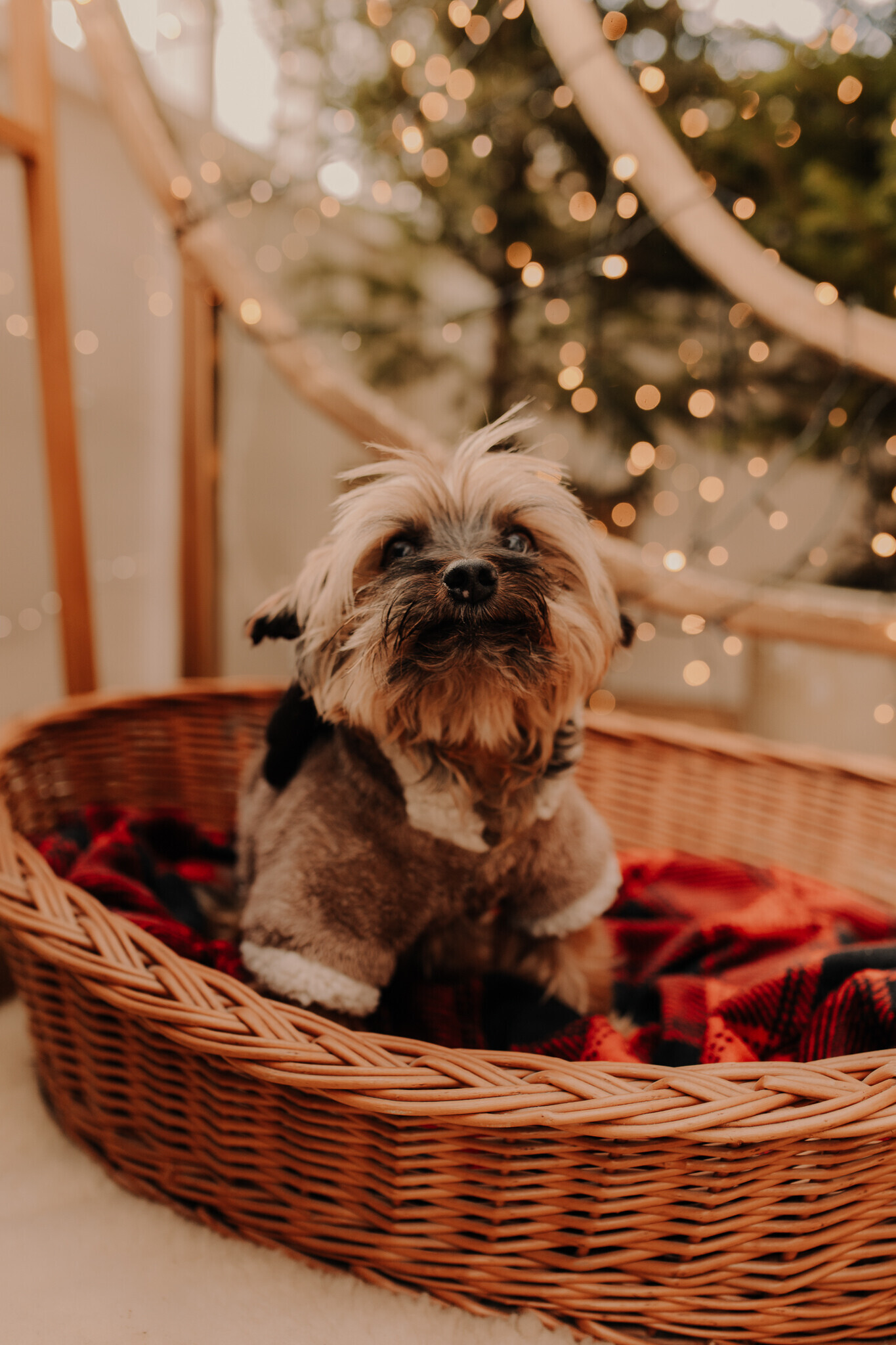 swiateczna-sesja-szklarnia-sieradz.jpg Świąteczna sesja w szklanym studio Sieradz – ciepła i klimatyczna atmosfera, sesja z psem