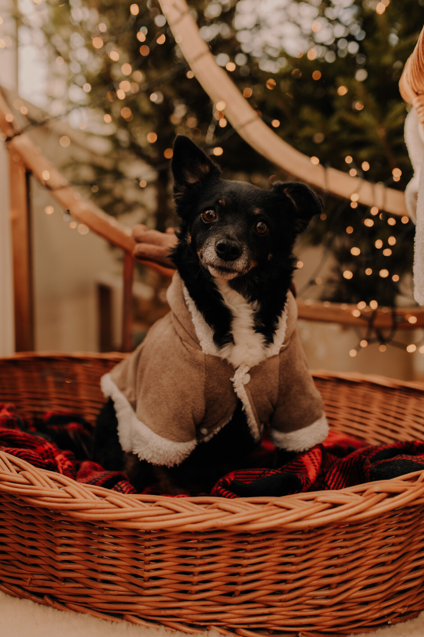 swiateczna-sesja-szklarnia-sieradz.jpg Świąteczna sesja w szklanym studio Sieradz – ciepła i klimatyczna atmosfera, sesja z psem