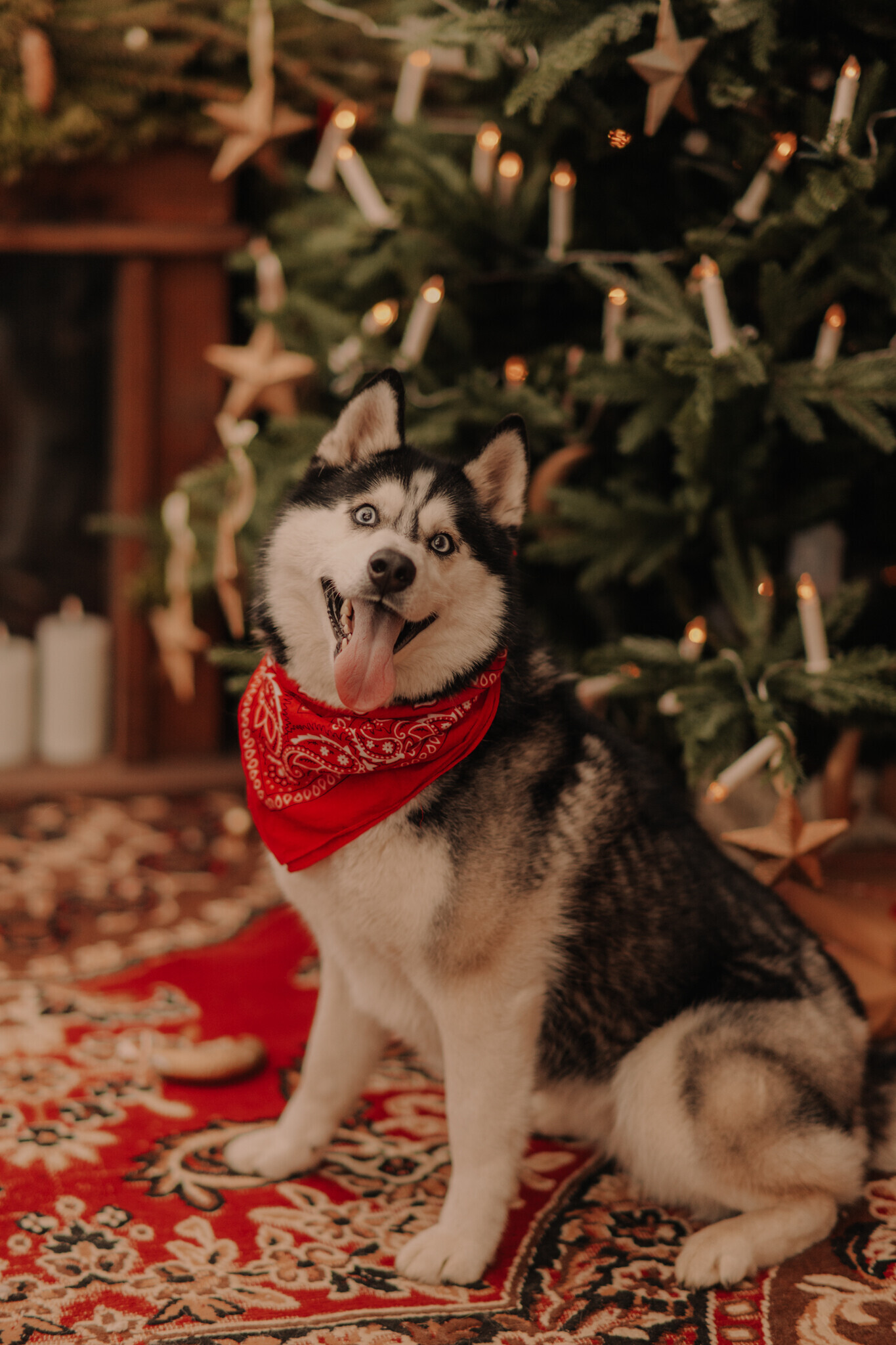 swiateczna-sesja-szklarnia-chojne.jpg Świąteczna sesja w szklanym studio Sieradz – ciepła i klimatyczna atmosfera, sesja z psem